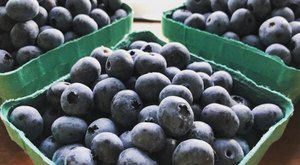 Pick Your Own Blueberries This Summer At Bartlett’s Blueberry Farm In New Hampshire