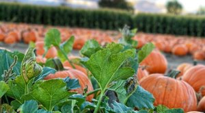 Here Are The 10 Absolute Best Pumpkin Patches In Colorado To Enjoy In 2023