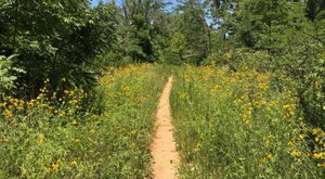 Explore This Secret Trail Around The Largest National Forest In Missouri