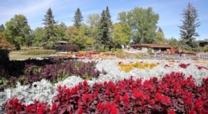 The Incredible International Peace Garden In North Dakota Is Full Of Blooms