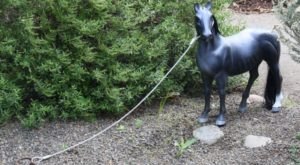 Tiny Horses Are Quietly Taking Over Portland’s Streets And It’s Downright Magical