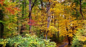 The Best Times And Places To View Fall Foliage Around Cincinnati