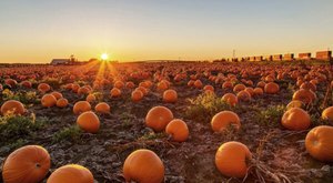 The Largest Pumpkin Patch In Wisconsin Is A Must-Visit Day Trip This Fall