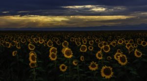 A Trip To Denver’s Neverending Sunflower Field Will Make Your Spring Complete