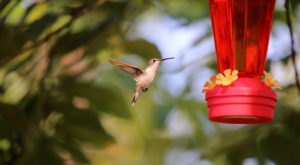 Keep Your Eyes Peeled, Thousands Of Hummingbirds Are Headed Right For Pittsburgh During Their Migration This Spring