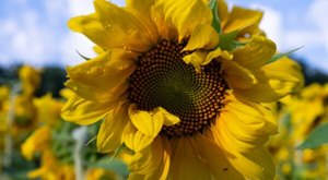Visiting West Virginia’s Upcoming Sunflower Festival In Alderson Is A Great End-Of-Summer Activity