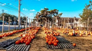 Here Are The 7 Absolute Best Pumpkin Patches In Florida To Enjoy In 2023