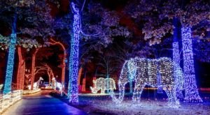 This Detroit Zoo Has One Of The Most Spectacular Christmas Light Displays You’ve Ever Seen