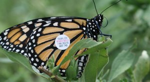 Learn How To Catch And Tag Monarch Butterflies At This Pennsylvania State Park