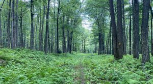 Explore This Secret Trail Through Elk Country In Pennsylvania
