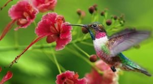 Keep Your Eyes Peeled, Thousands Of Hummingbirds Are Headed Right For New Orleans During Their Migration This Spring