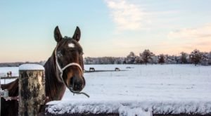 The Winter Horseback Riding Trail Near Minneapolis That’s Pure Magic