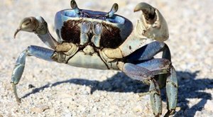 Why You Need To Report Sightings Of This Land Crab In North Carolina If You Spot One