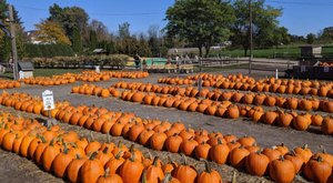 Here Are The 5 Absolute Best Pumpkin Patches In New York To Enjoy In 2023
