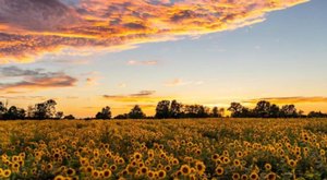 The Medina Sunflower Farm Just South Of Cleveland Is A Classic Late Summer, Early Fall Tradition