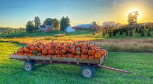 The Largest Pumpkin Patch In Maryland Is A Must-Visit Day Trip This Fall