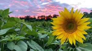 You Can Pick Your Own Bouquet Of Sunflowers At This Incredible Farm Hiding In Wisconsin