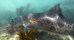 Swim With Leopard Sharks In Southern California For A Thrilling Summer Adventure