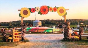 Frolic Through The Vibrant Sunflower Fields In Arkansas At The Jackson Farm Fall Festival