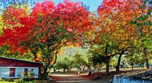 Here Are The Best Times And Places To View Southern California’s Fall Foliage In 2023