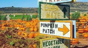 Here Are The 8 Absolute Best Pumpkin Patches In Southern California To Enjoy In 2023