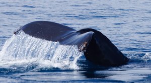 Blue Whales Are Thriving In Southern California Waters, And Now Is The Time To See Them