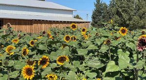 You Can Pick Your Own Bouquet Of Sunflowers At This Incredible Farm Hiding In Arizona