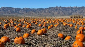 One Of The Largest Pumpkin Patches In Arizona Is A Must-Visit Day Trip This Fall