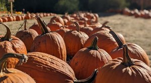 Here Are The 7 Absolute Best Pumpkin Patches In Washington To Enjoy In 2023