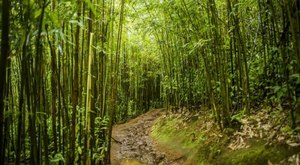 Hiking The 1.6-Mile Manoa Falls Trail In Hawaii Is Like Entering A Fairytale