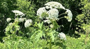 There’s A Poisonous Plant Growing In Michigan Yards That Looks Like A Harmless Weed