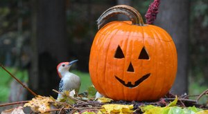 Go On A Spooky Safari At This Family-Friendly Fall Celebration At A New York Wildlife Center