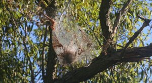 Be On The Lookout For The Fall Webworm In Iowa This Season