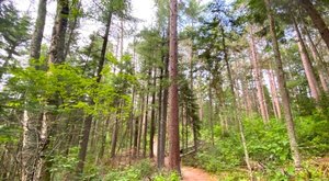 These 2 Minnesota Forests Are The State’s First (And Second) To Join The National Old Growth Forest Network