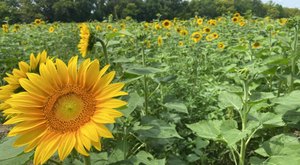 You Can Pick Your Own Bouquet Of Sunflowers At This Incredible Farm Hiding In Minnesota