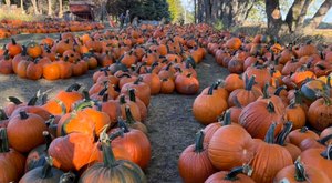 The Largest Pumpkin Patch In Minnesota Is A Must-Visit Day Trip This Fall