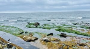 Experience Mossy Tide Pools And See Wildlife Up Close On This Fairy Tale Trail In Southern California