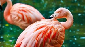 How Did Tropical Pink Flamingos End Up In North Carolina’s Outer Banks?