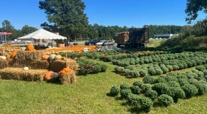One Of The Largest Pumpkin Patches In North Carolina Is A Must-Visit Day Trip This Fall