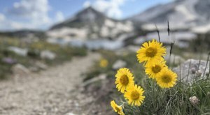 This Wyoming Scenic Byway Is One Of The Best Places To View Summer Wildflowers
